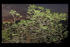 Euphorbia nivulia